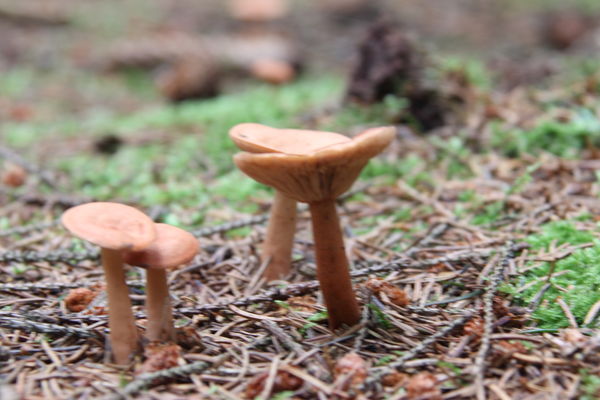 Mushroom family...