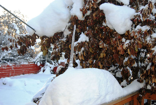 a few years ago...early snow on apple tree...