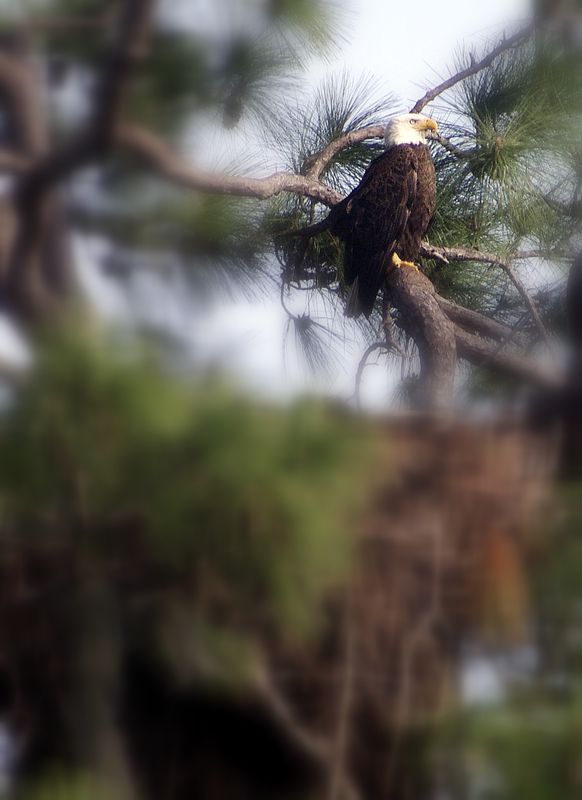 Eagle overlooking nest...