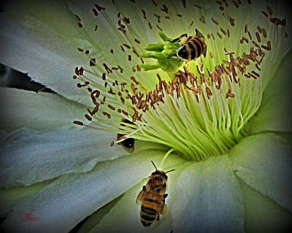 Bees on Cactus Bloom...