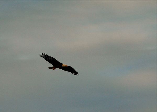 BALD EAGLE FLYING OVER SCOTTSDALE...