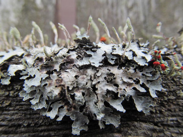 Growing on wooden fence...