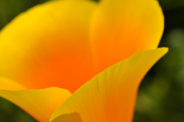 California Poppy, approx 1:1 mag (life-size)....