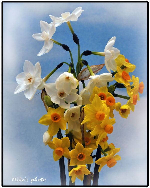Mini Daffodils...