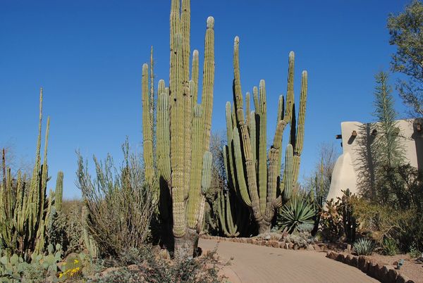 Saguaro can grow 30' tall...