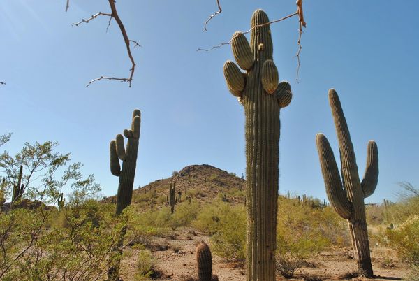 Saguaro can live for 300 years...