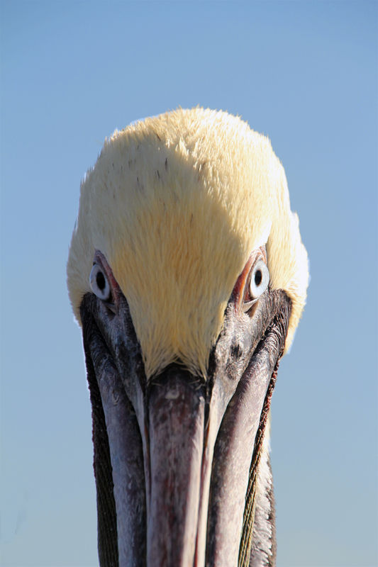 ~~ Pelican eyes close up ~~...