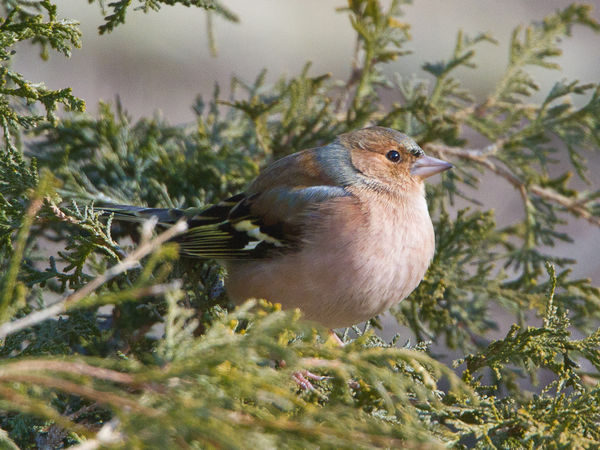 Common Chaffinch before going out to the feeder...