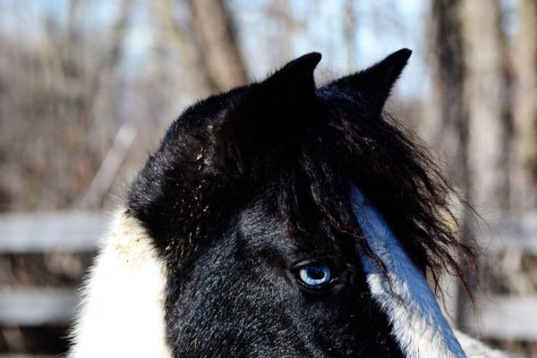 Gypsy, my other mare. Was at a distance and the fe...