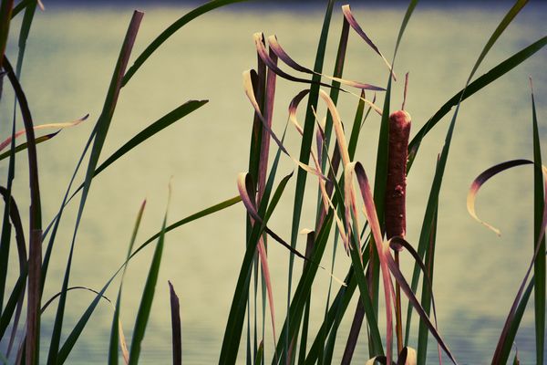 Some cattails at the church camp up in Nipgen. Col...