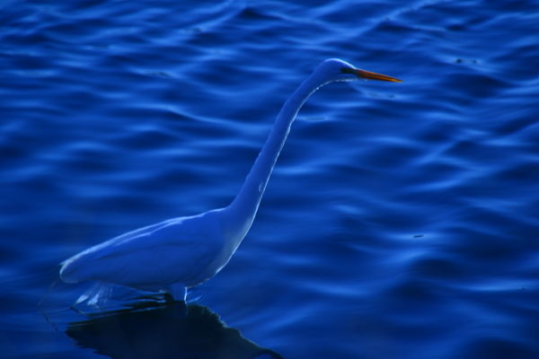 Blue Egret...