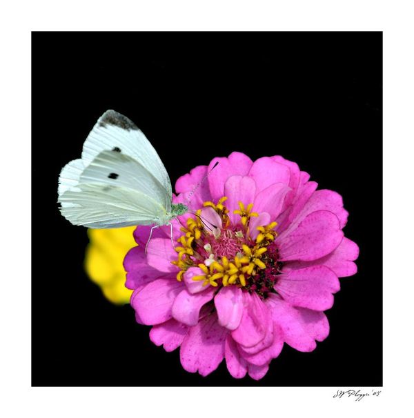 Cabbage Butterfly on Dahlia...