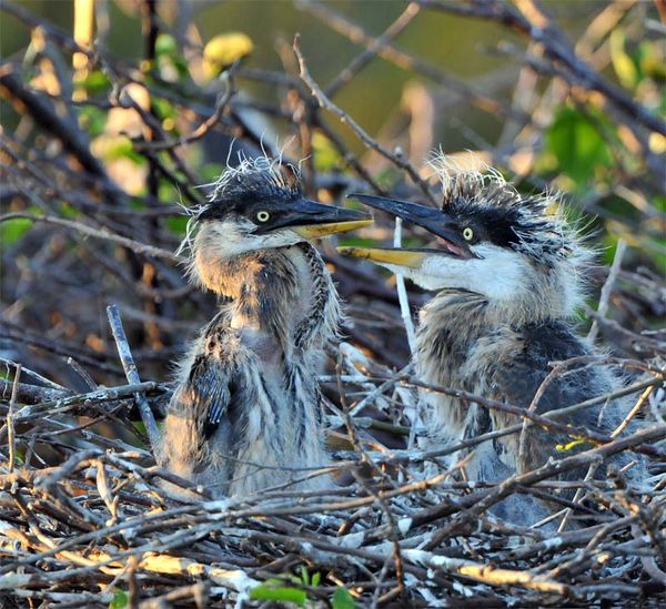 Great Blue Heron Chicks @ 1 month: Just after dawn this morning I ...