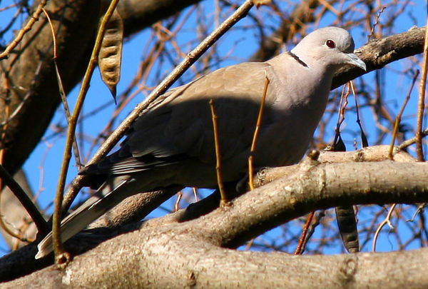 our neighborhood dove...
