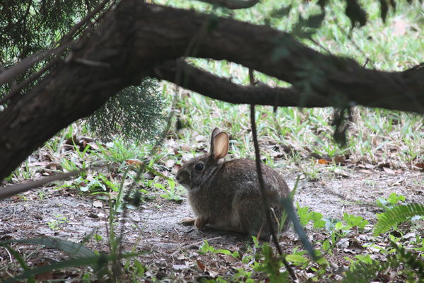 Onlooker, we dont get many rabbits in Florida...