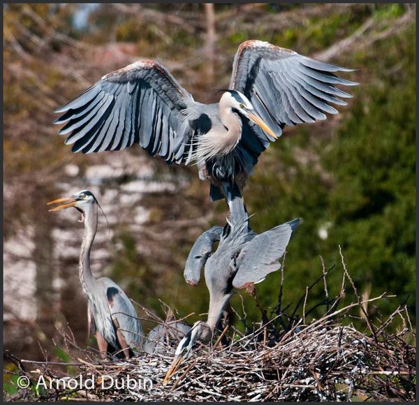 Great Blue Herons in Action...