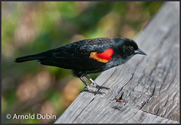 Close-Up of a Red-winged Blackbird...