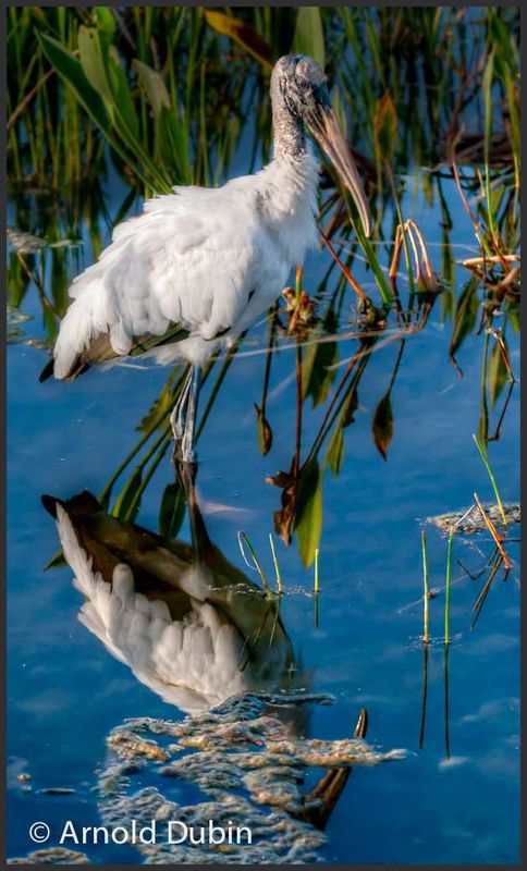 Wood Stork with its reflection...