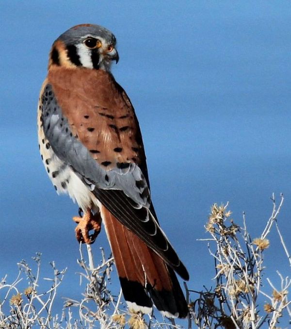 American Kestrel with my Rebel T3i and 100-400 len...