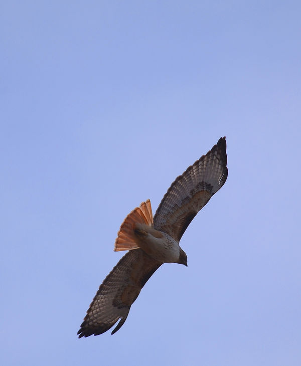 Red tailed hawk...