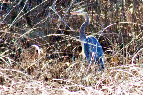 great blue heron, about 100 yards, 400mm lens...