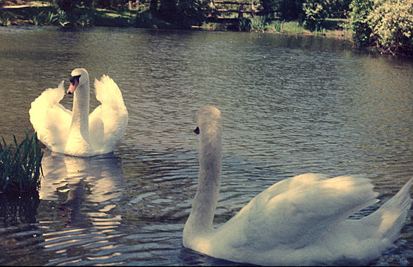 Swans local lake...