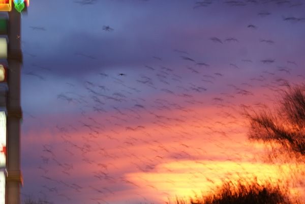 grackles comin to roost...