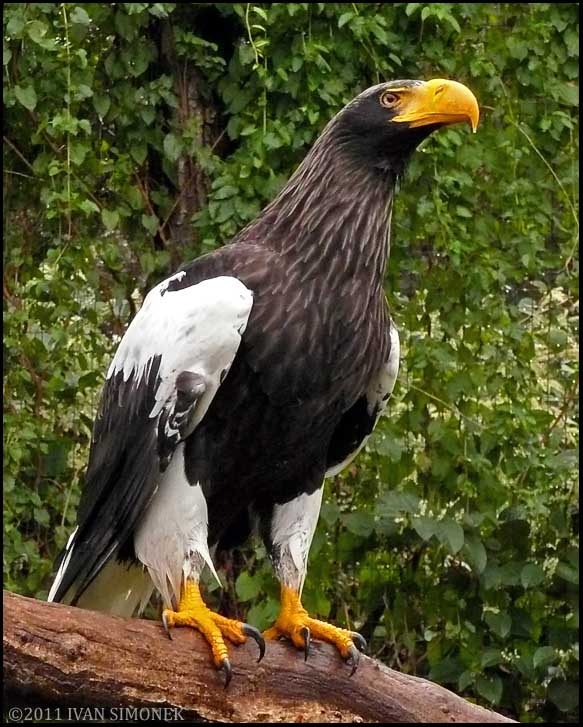 EAGLES---A Variety Pack: LOT of eagle pictures being posted lately. All ...