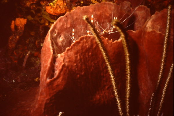 Banded Coral Shrimp Caribbean...
