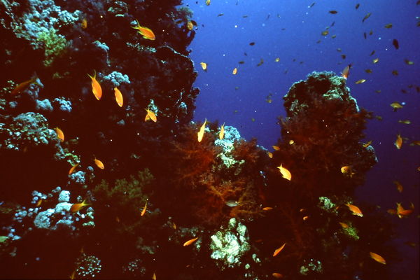 The Red Sea (Anthius are the fish)...