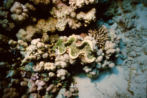 Tridachna (the Giant Clam, they move so slow they ...