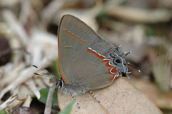 Dusky-blue Groundstreak (Calycopis isobeon)...