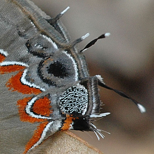 Detail of eyespots and tails of Dusky-blue Grounds...