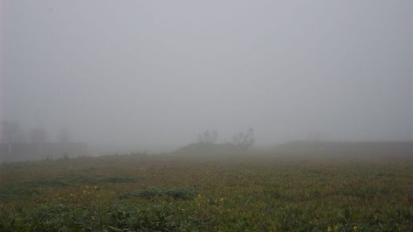 Morning fog in a field...