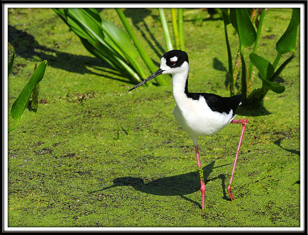 Black neck stilt - Green Cay Wetlands...