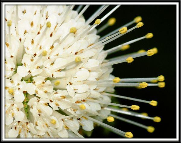 Buttonbush flower - Everglades...