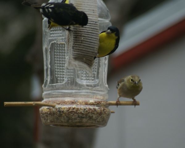 drizzly day and sunny day yard birds...
