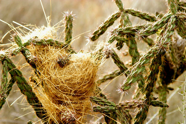 Cactus w/ nest @ Big Bend NP...