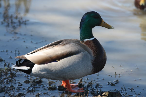 Something about ducks I find very calming...