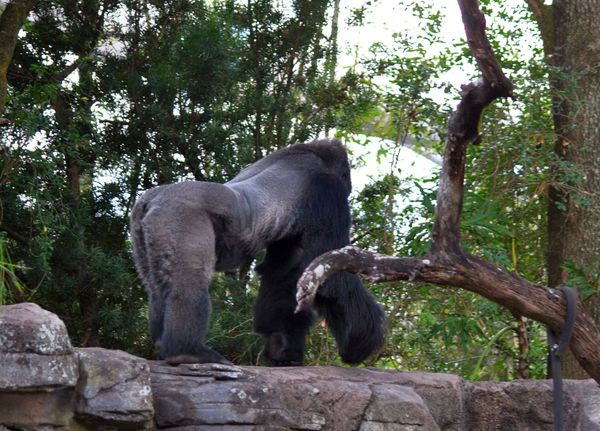 Male Silverback Gorilla...