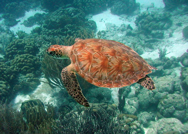 Turtle in Bonaire...