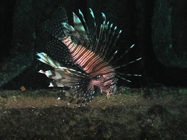 Red Lionfish in Bahamas...