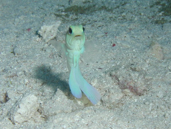 Yellowhead Jawfish in Grand Cayman...