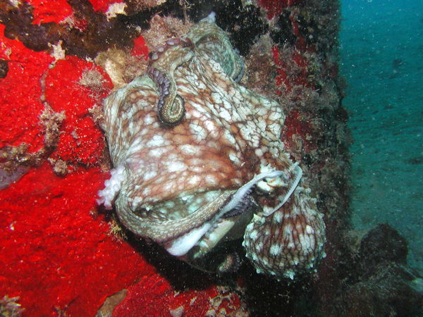 Octopus in St. Croix...