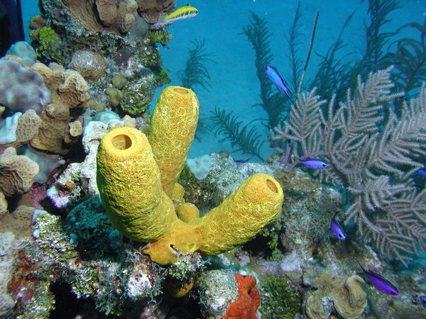 Yellow Tube Sponge...