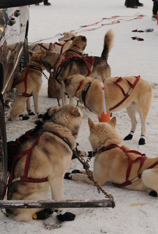 Sled dogs ready to go...
