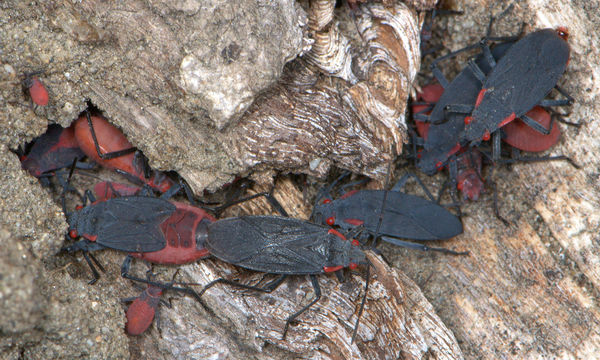 Red Shouldered bugs, adults & nymphs...