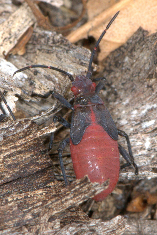 Red Shouldered nymph...