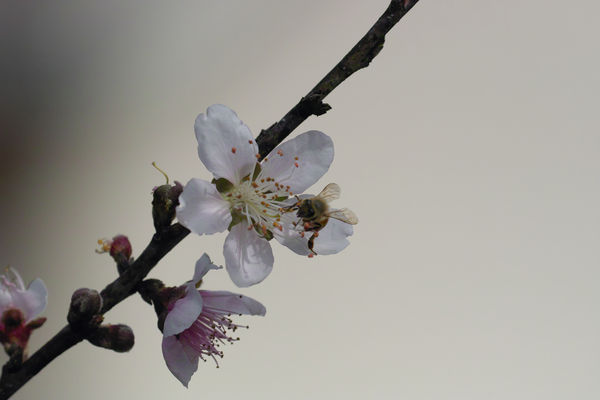 Peach blossoms and Bee...