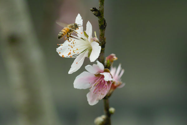 Peach blossoms and another bee...